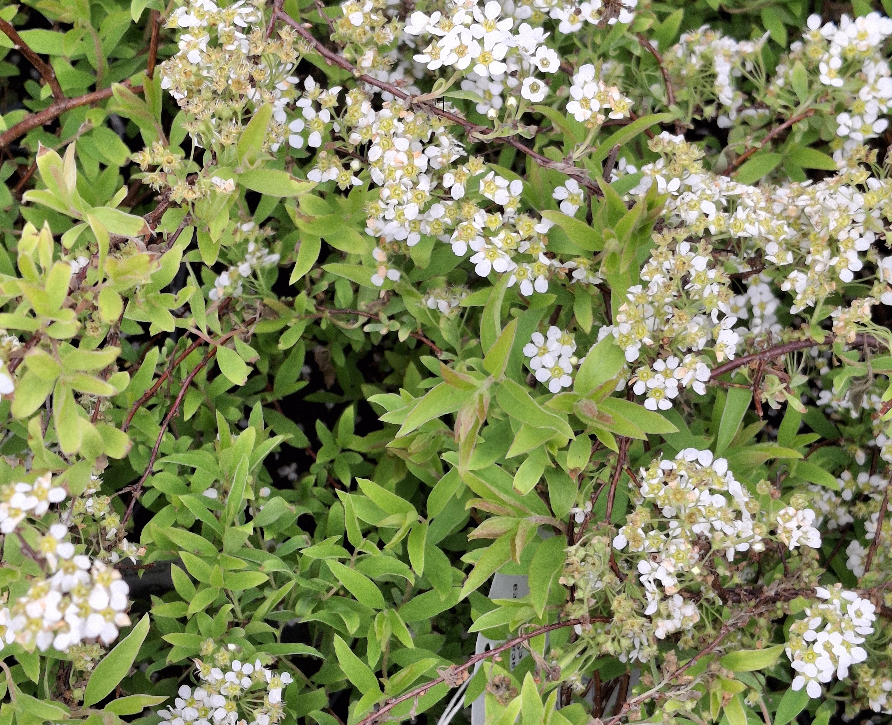 Spiraea x Cinerea/Grákvistur