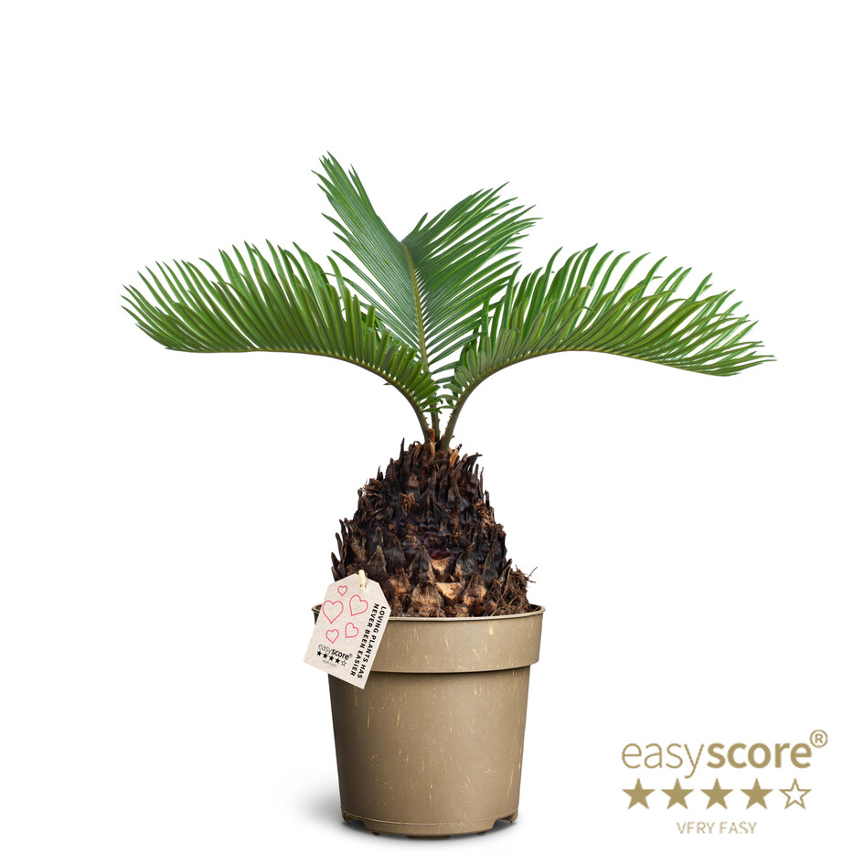 Cycas Revoluta/Sagó-krónuviður í 11cm potti