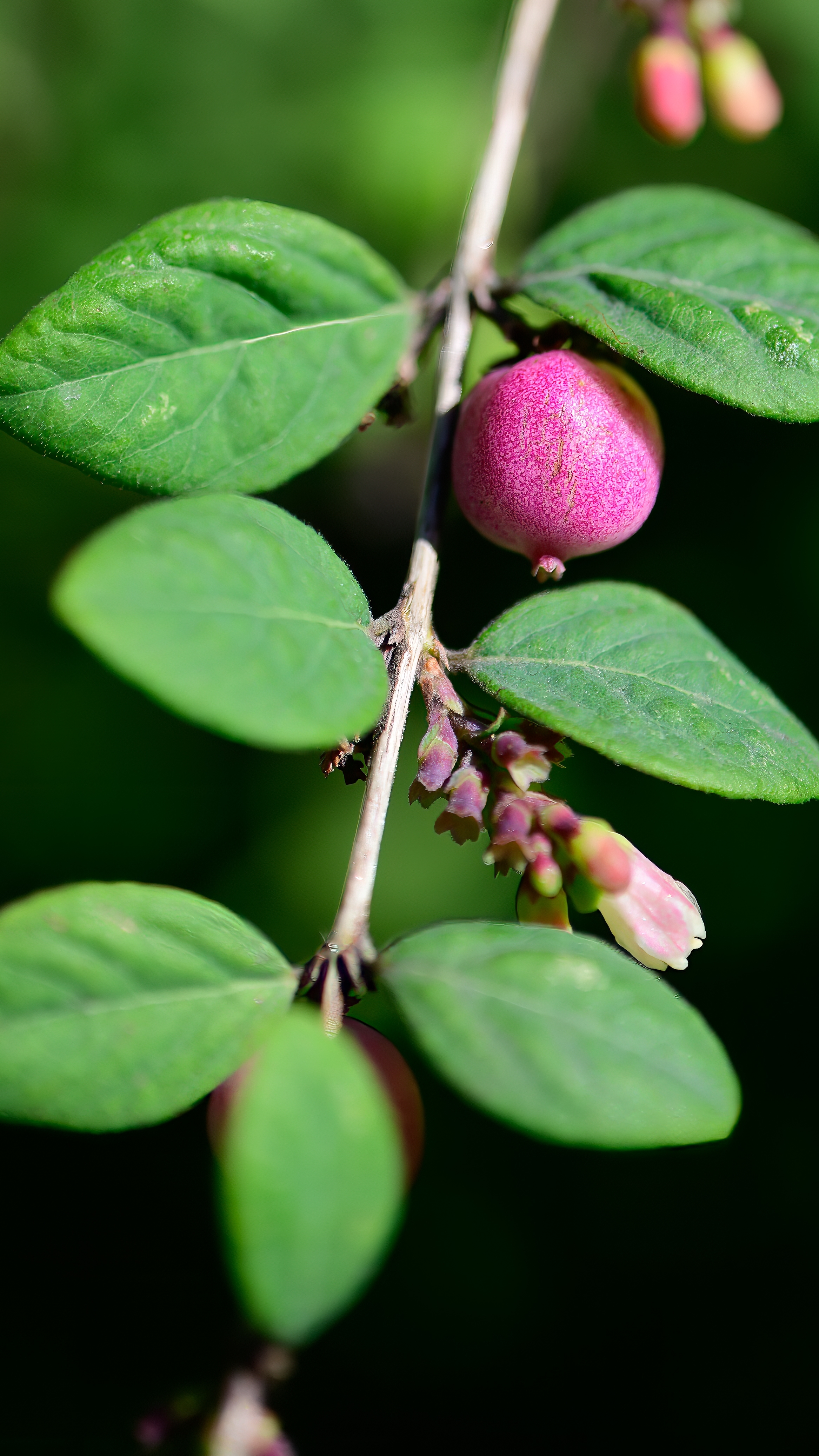 Symphoricarpos x door. Snjóber Mother of Pearl í 2 ltr pt.