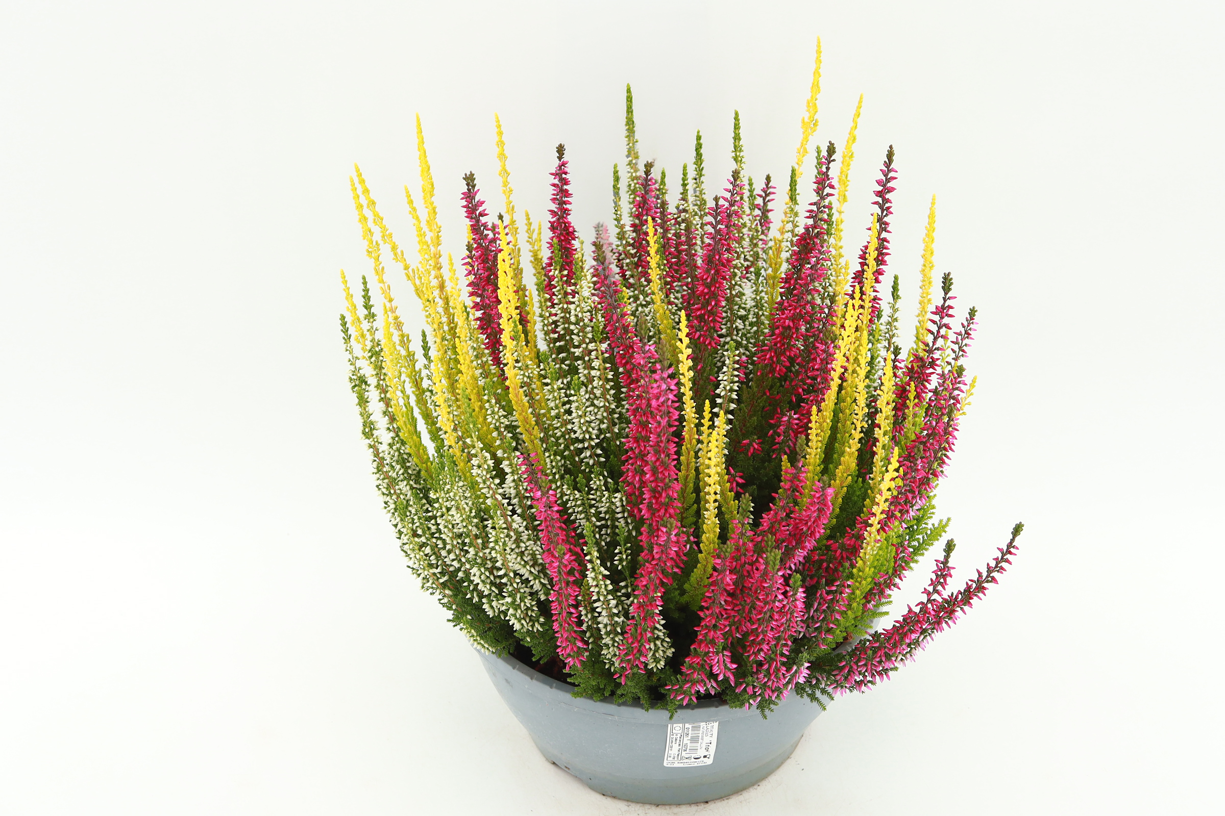 Calluna vulgaris Beauty Lady Trio Plus í 17cm potti
