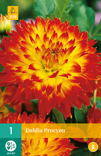 Dahlia Procyon 1stk.