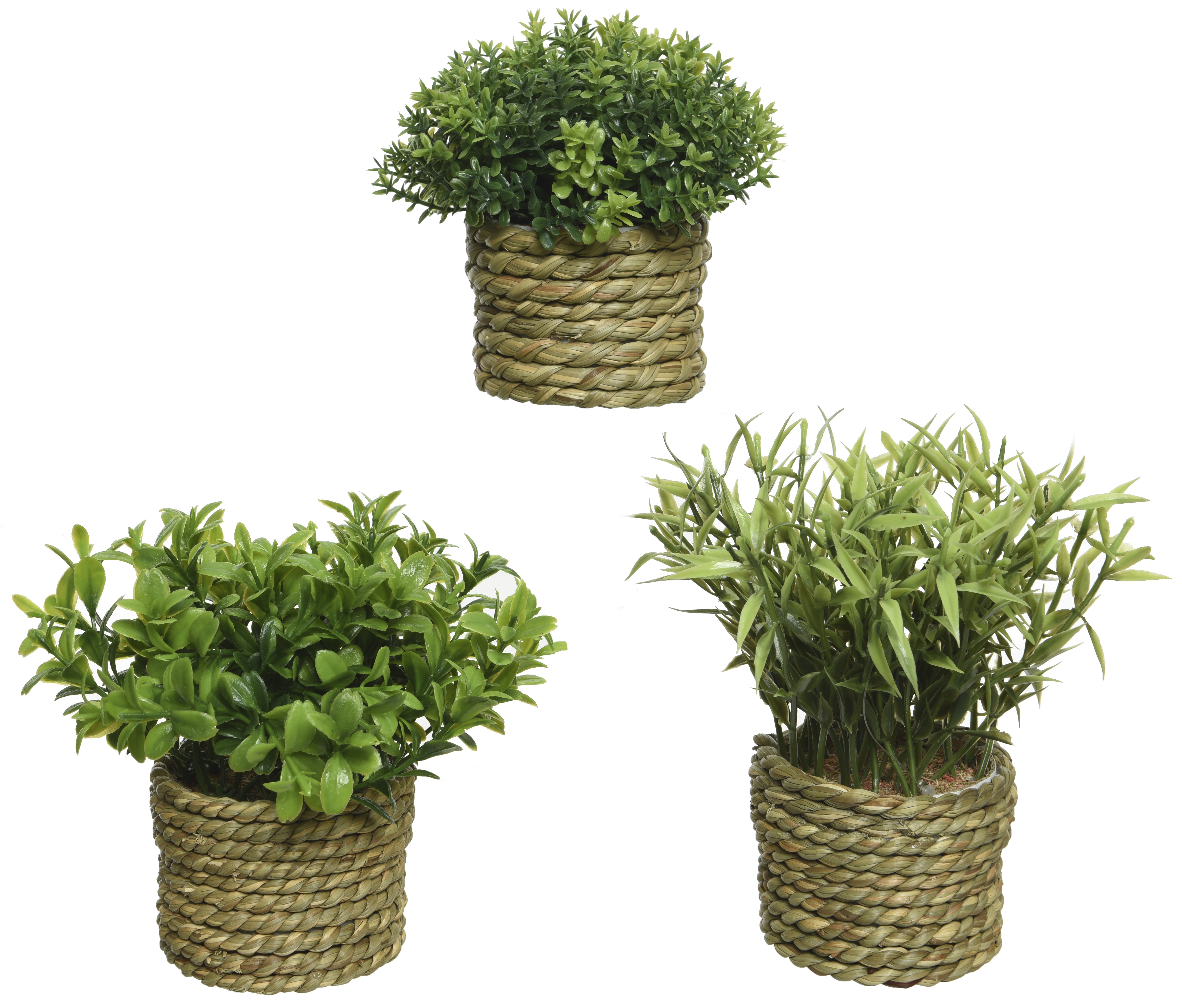 Gervi planta græn í bastkörfu 3 gerðir h13cm