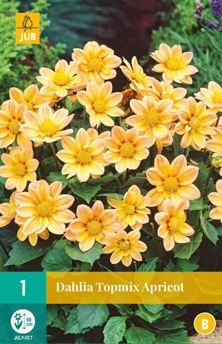 Dahlia Topmix Apricot
