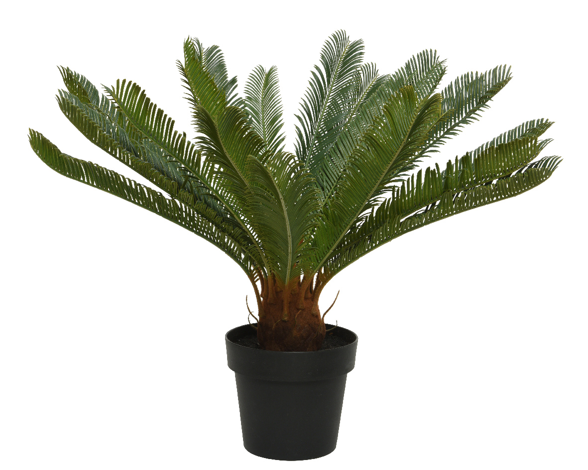 Gervi Cycas í potti 80*h60cm