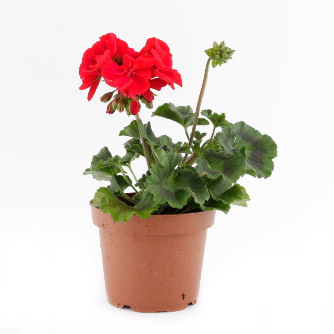 Pelargonium x Domesticum / Mánabrúður, 13cm pt.