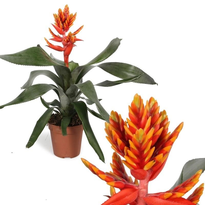 Aechmea Hybrid í 12cm potti