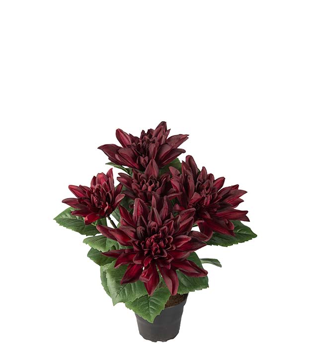 Gervi Dahlia 30cm í potti víntauð
