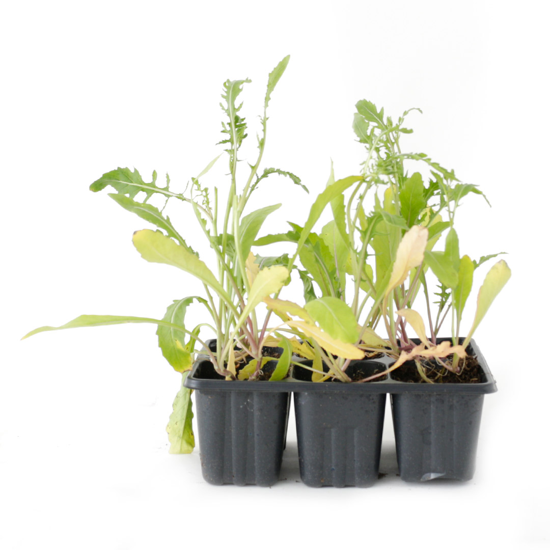 Eruca Sativa/Klettasalat Rocket Uber 6stk.