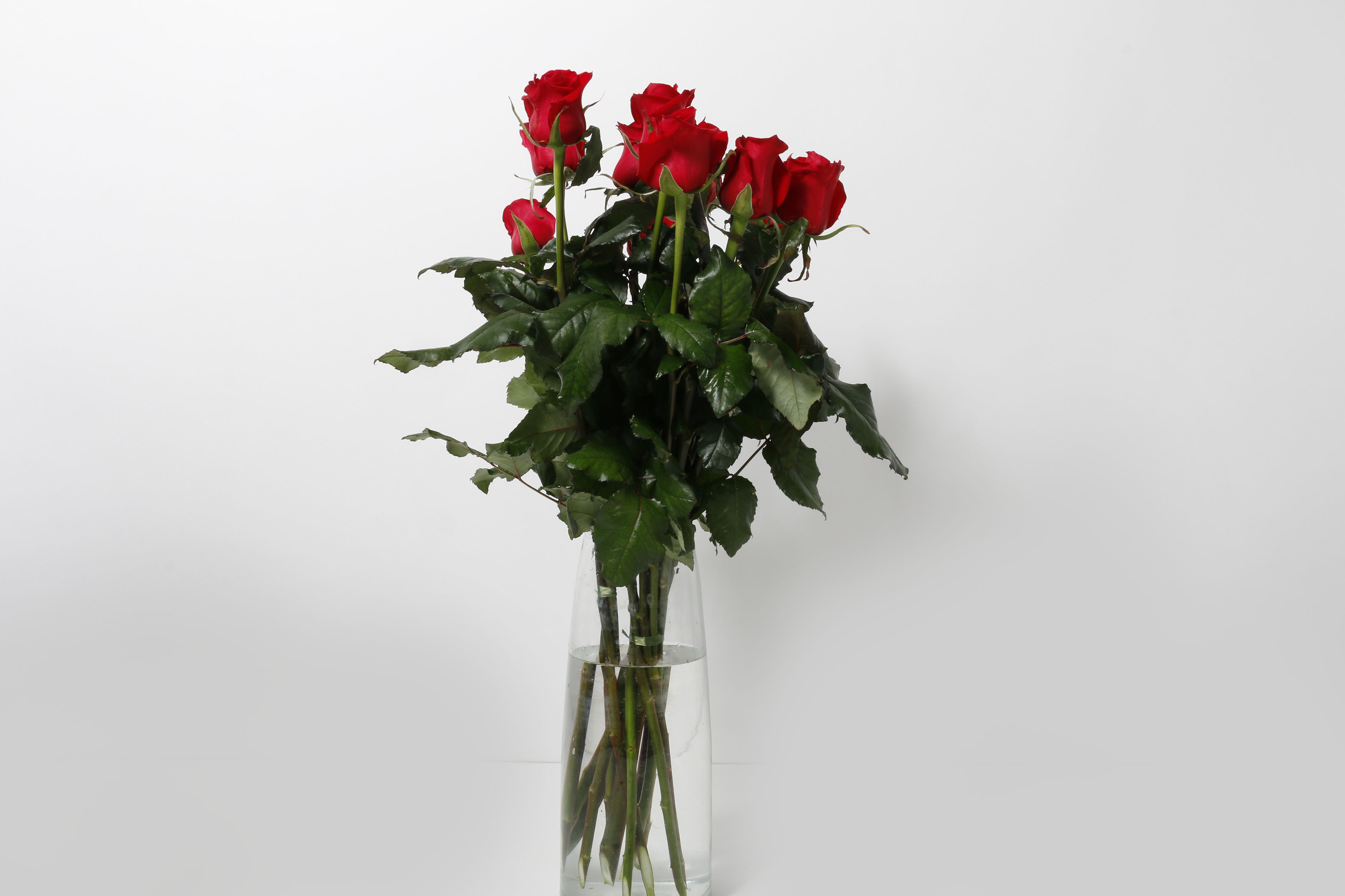 Rósir rauðar 60cm 10stk.