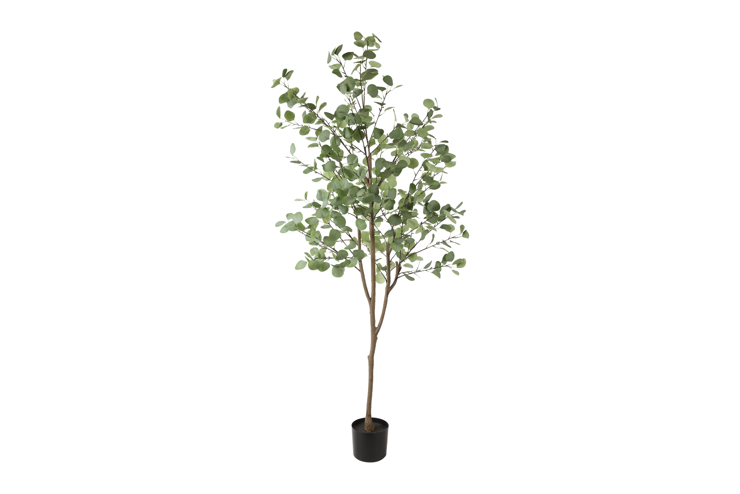 Gervi Eucalyptus planta 140*h180cm græn