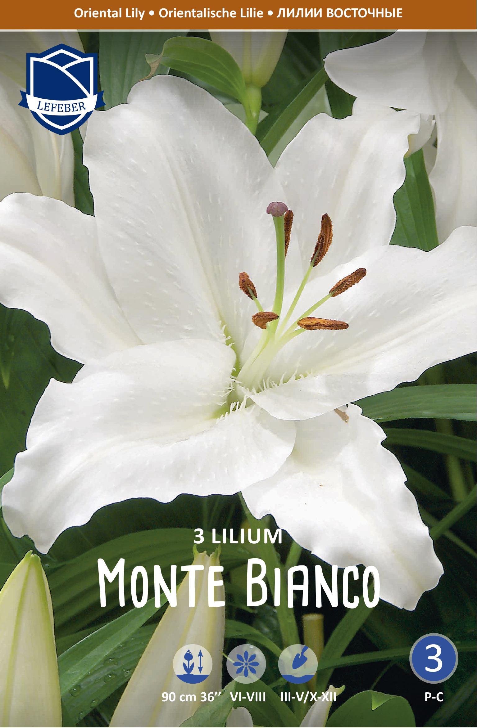 Oriental Lily Monte Bianco 3stk