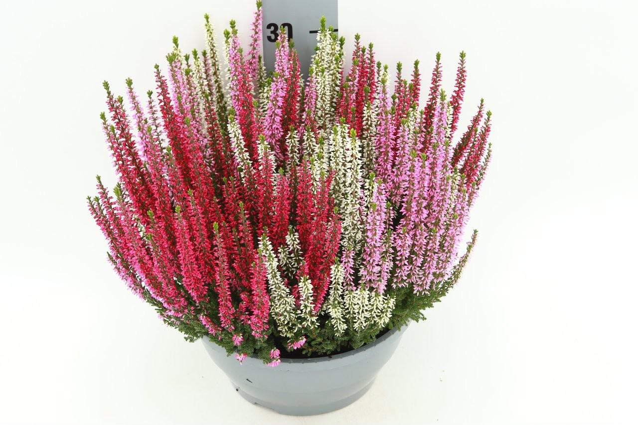 Calluna vulgaris Beauty Lady Syphony í 23cm potti