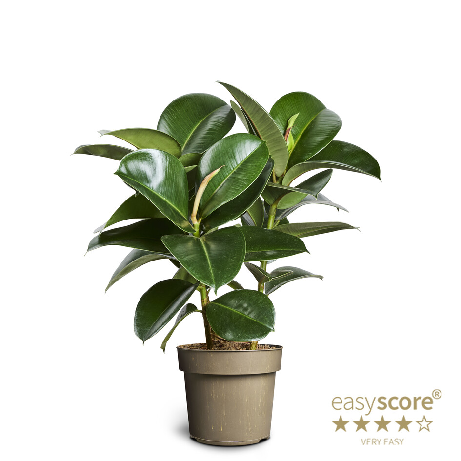 Ficus elastica/Gúmmítré Sofia í 17cm potti