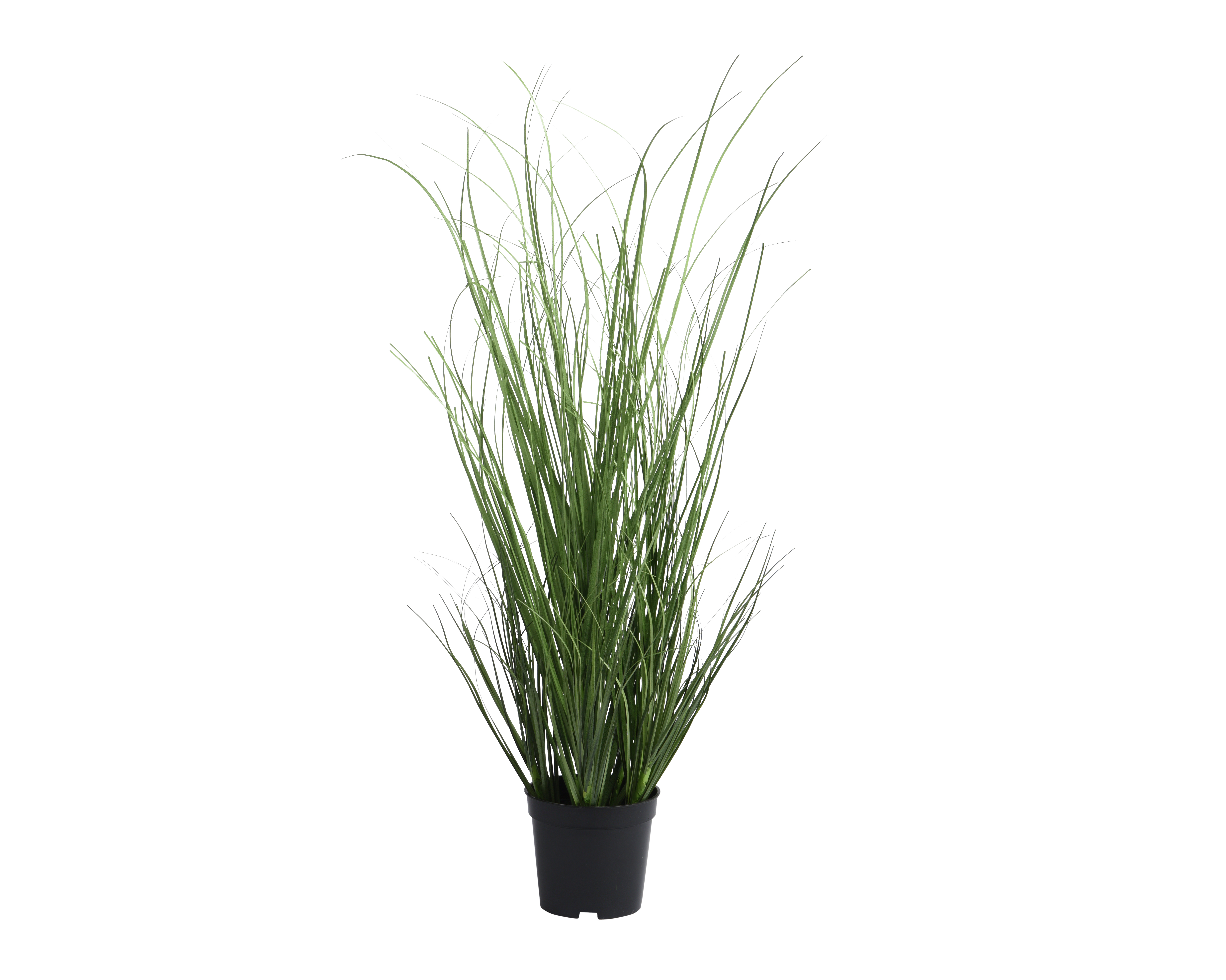 Gervi planta gras í potti 124cm