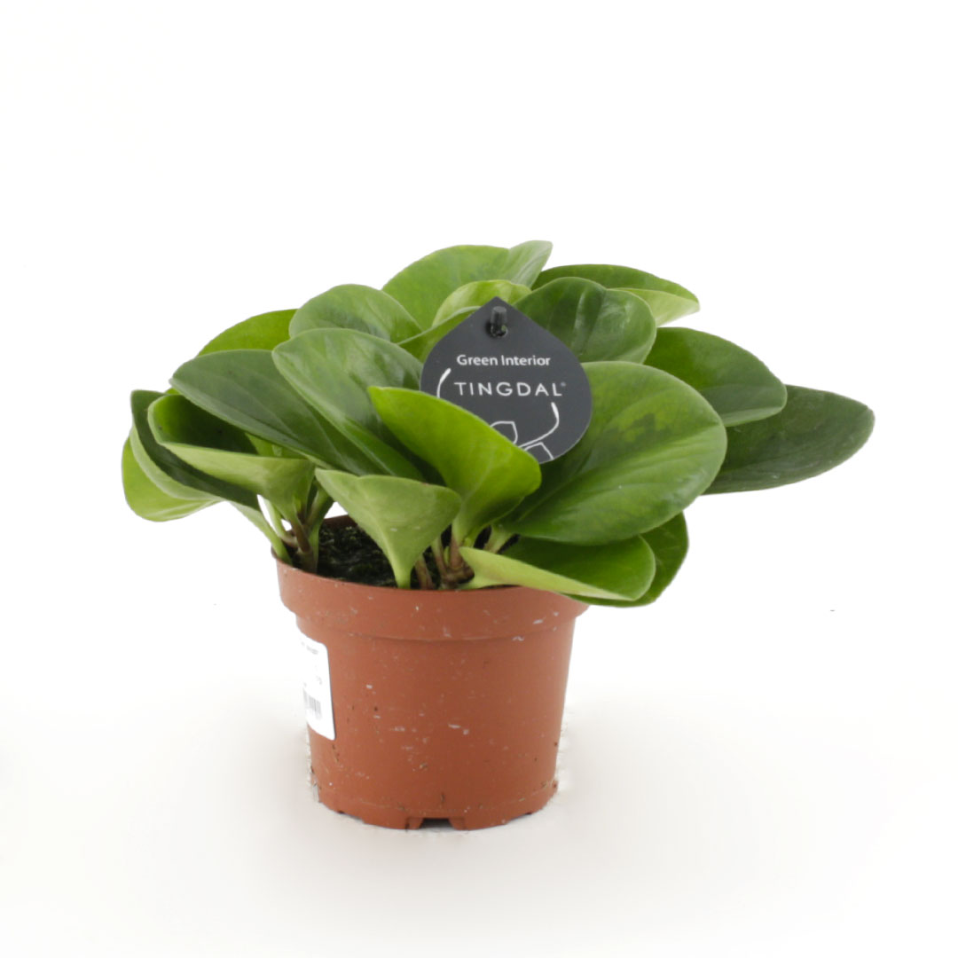 Peperomia Obtusifolia/Marmaraskott í 12cm pt.