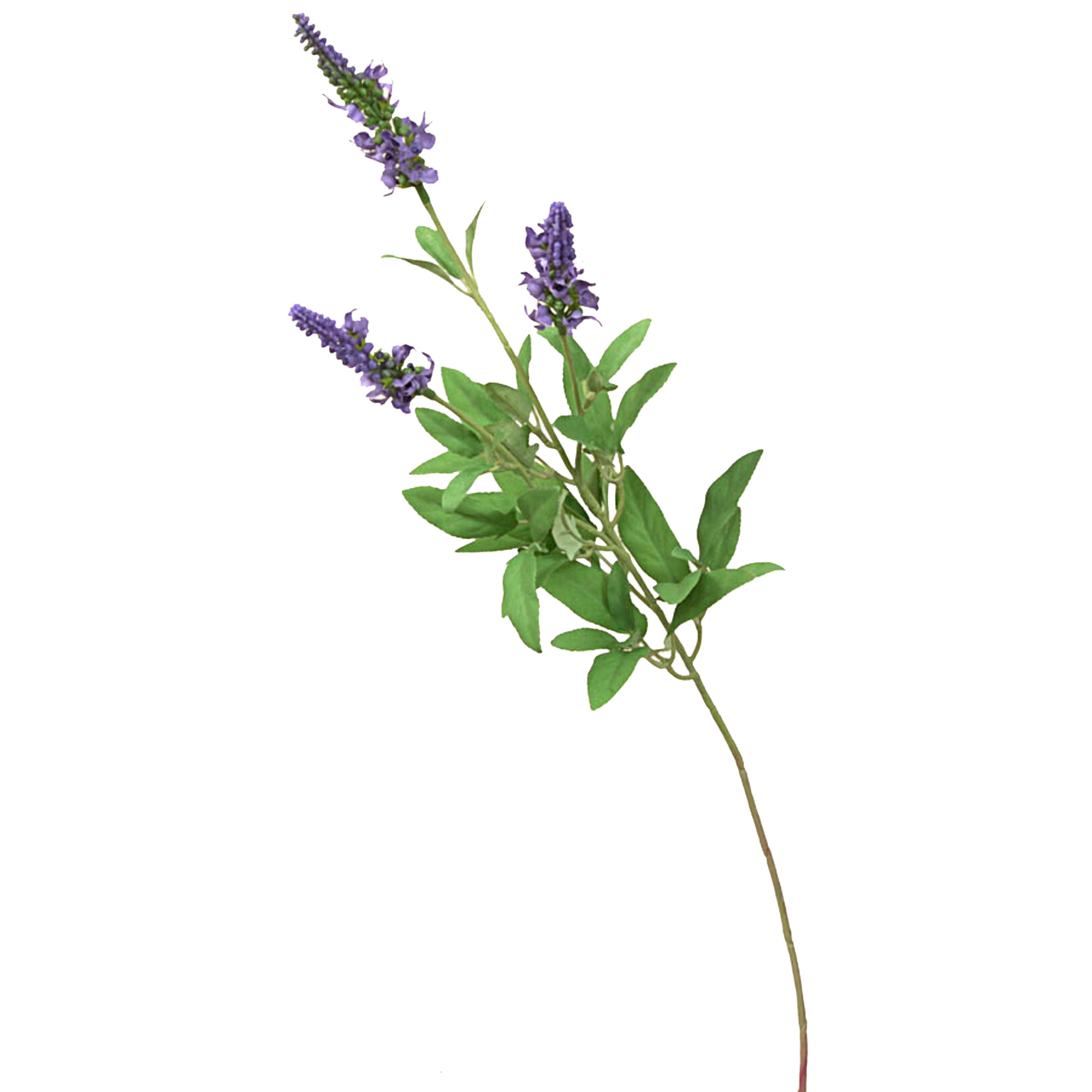 Lavender 70cm