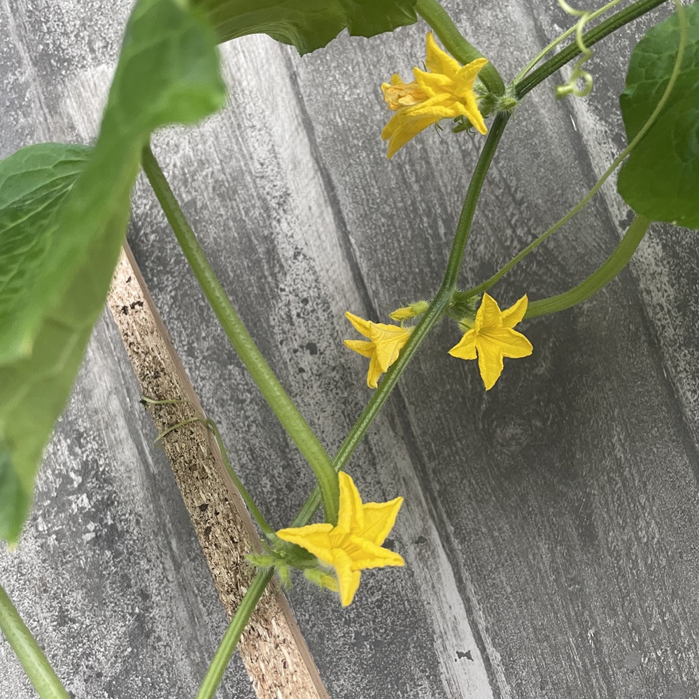 Gúrkuplanta 'Gunnar' 15cm aldin