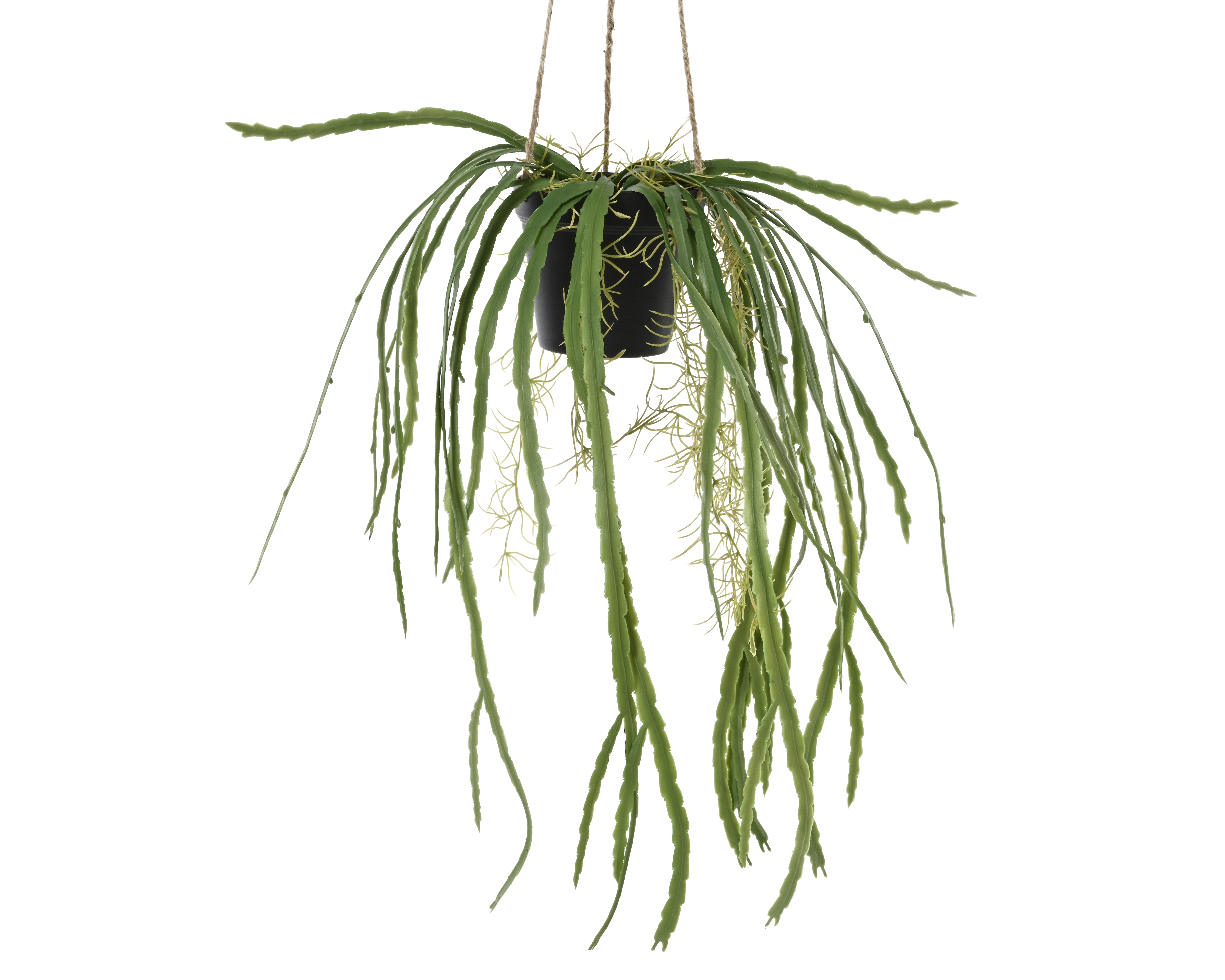 Gervi rhipsalis asuntapatense hangandi 50cm