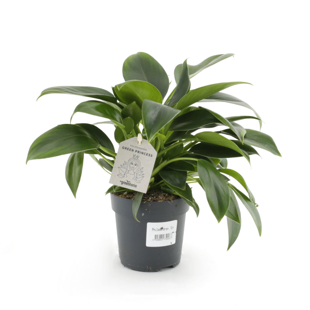 Gymnocalycium Mihanovichi í 6cm pt.