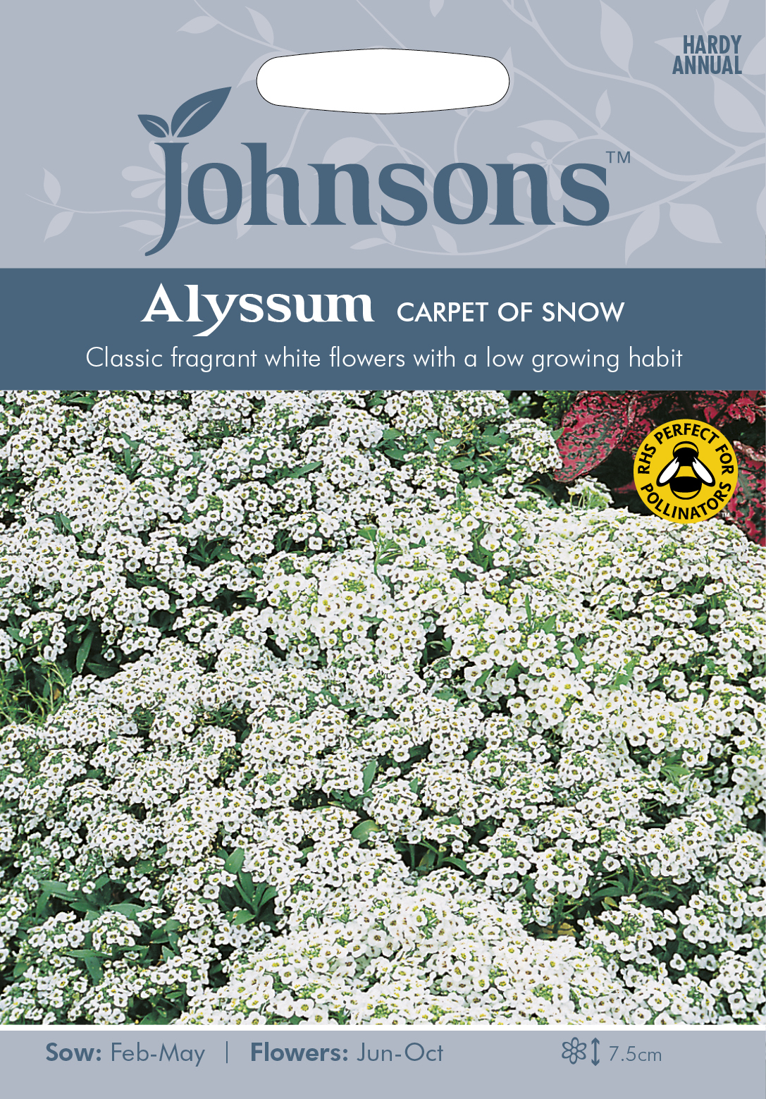 Fræ Alyssum Carpet of Snow