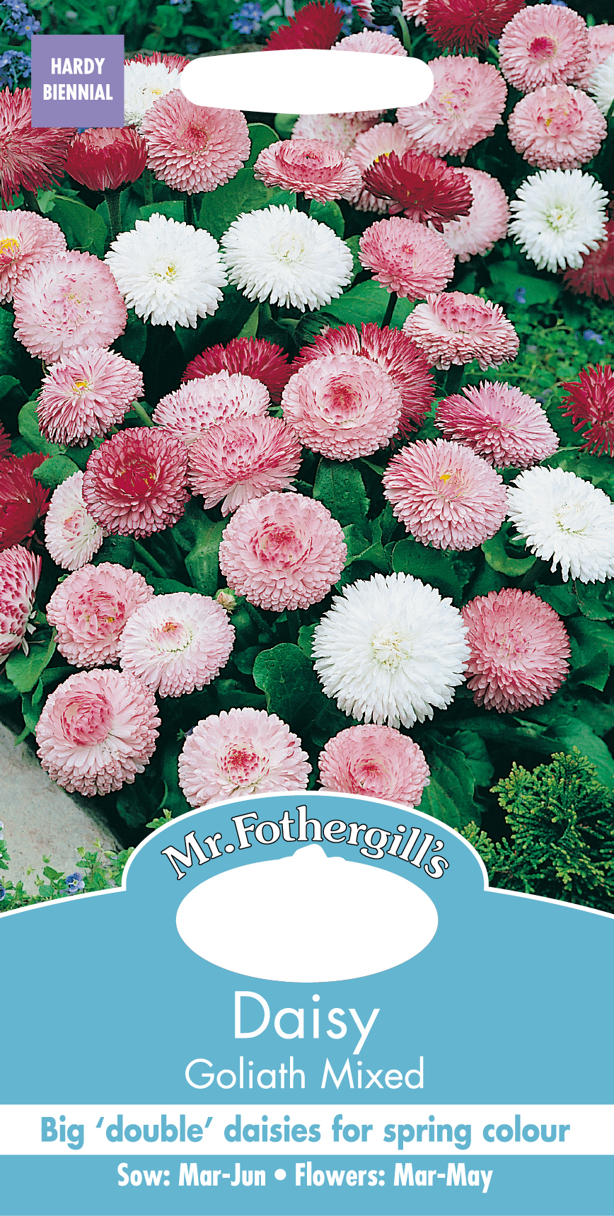 Fræ Daisy Goliath Mixed