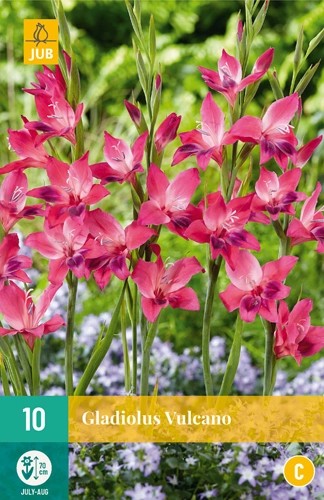 Gladiolus Vulcano 8/9 10stk