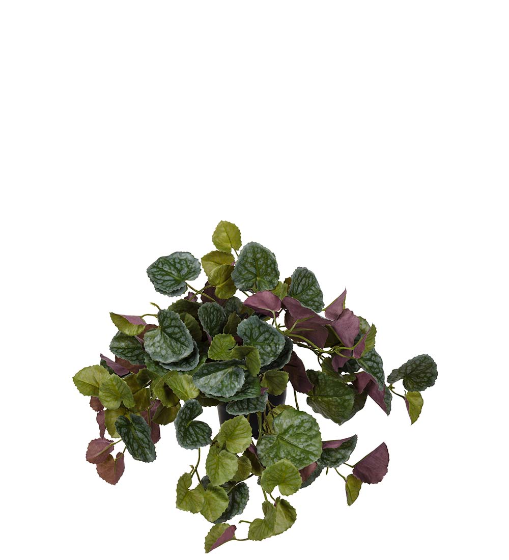 Gervi Senecio í potti h23cm