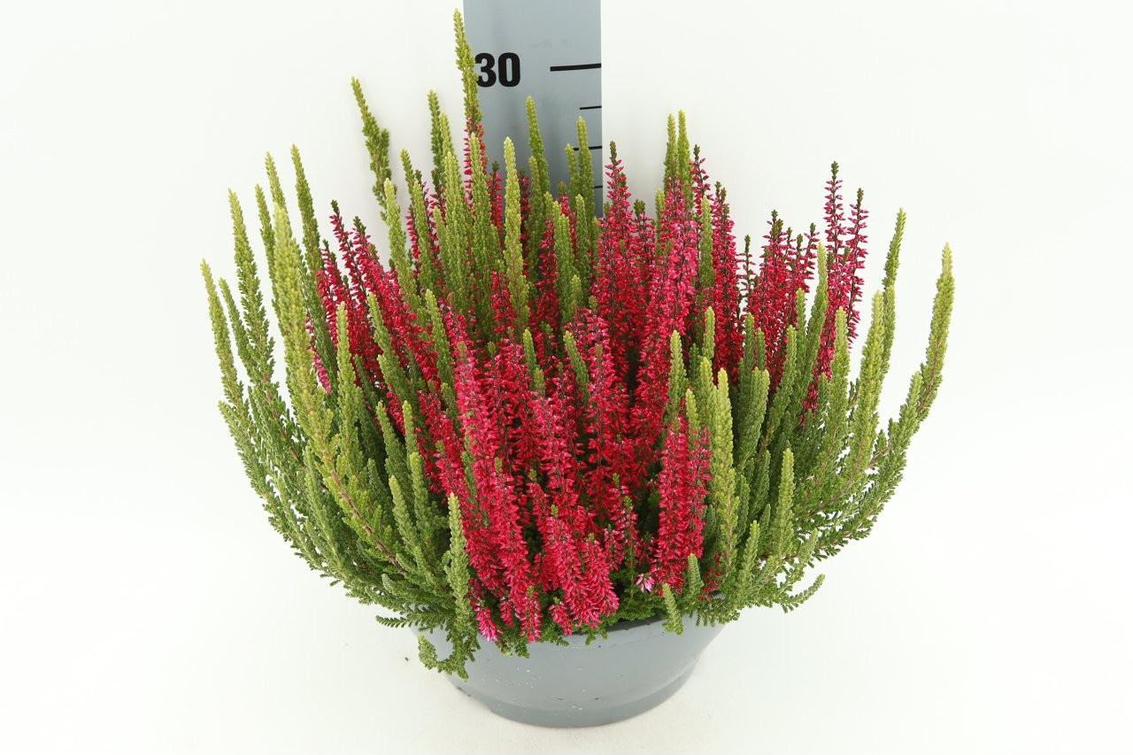 Calluna vulgaris Beauty Lady Mintberry í 23cm potti