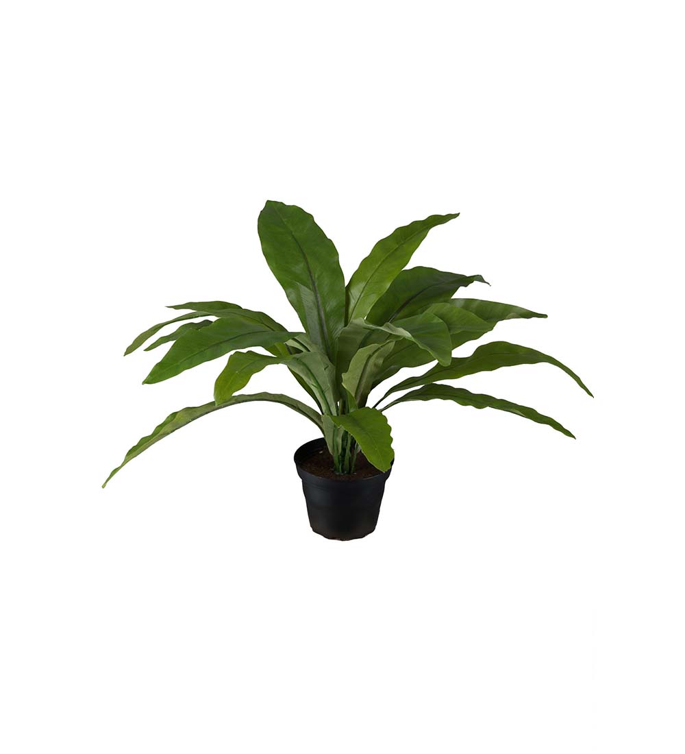 Gervi Asplenium 30cm í 10cm potti