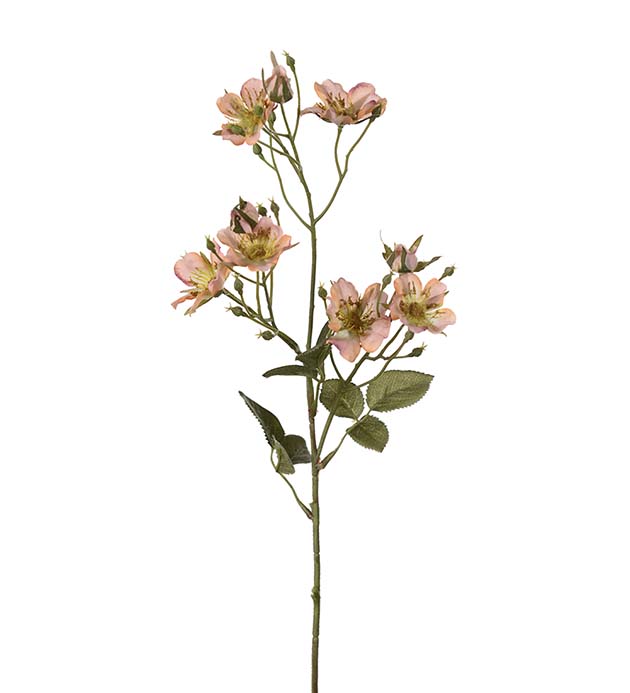 Gervi Japönsk Klettarós 65cm aprikos