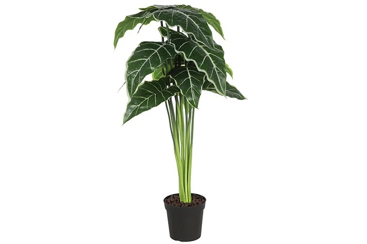 Gervi Alocasia 80cm í potti