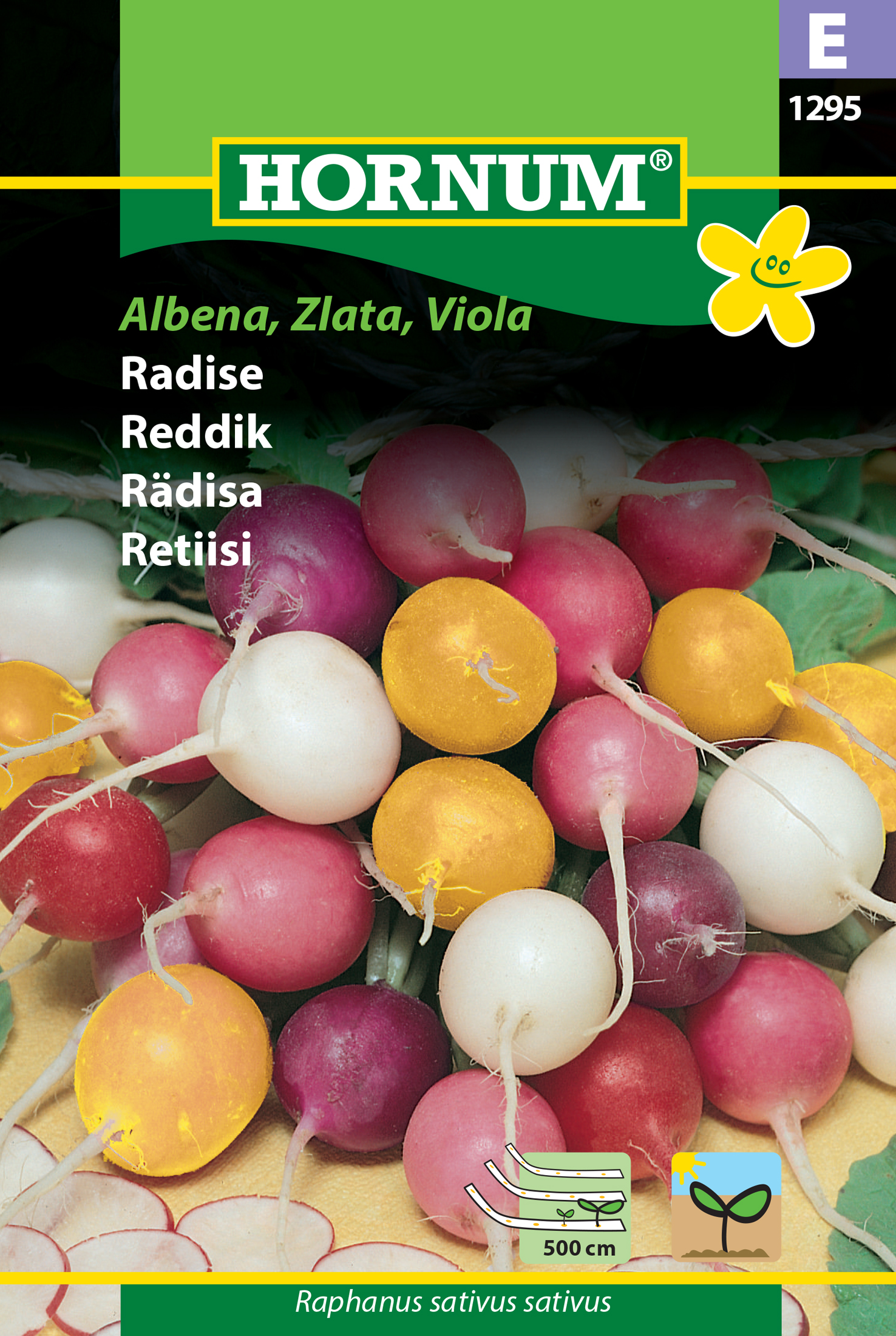 Fræ Radísur Rapahnus sativus sativus Albena zlata viola