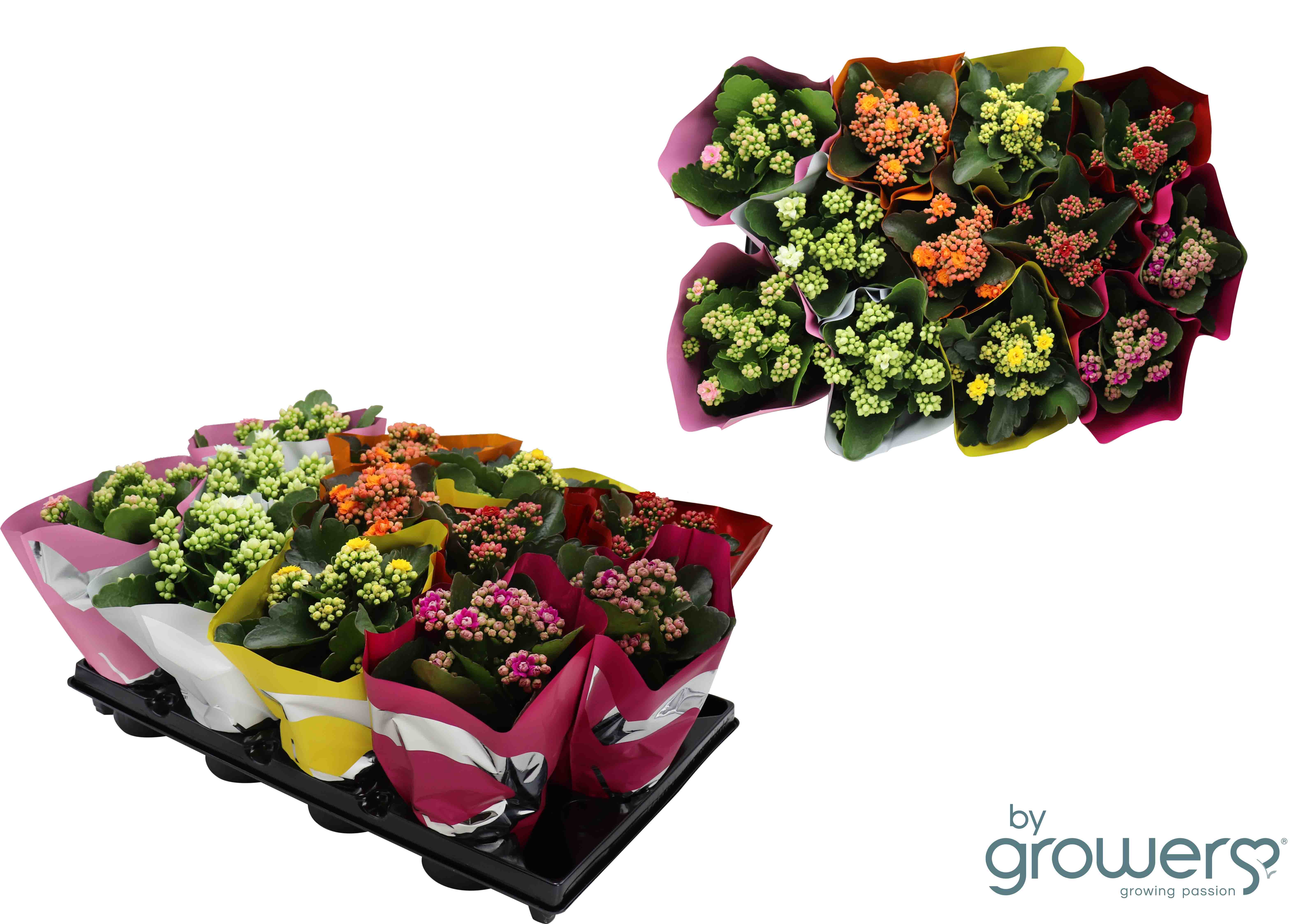 Kalanchoe Blossfeldiana/Ástareldur í 10,5cm pt.