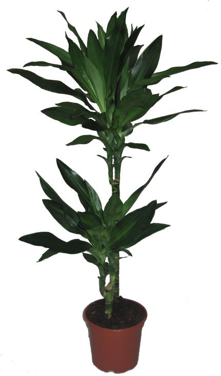 Dracaena Fragrans/Drekatré Janet Lind í 19cm potti