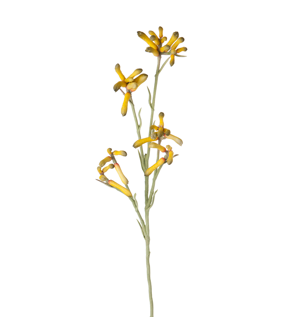 Gervi Kangaroo Paw grein gul 65cm