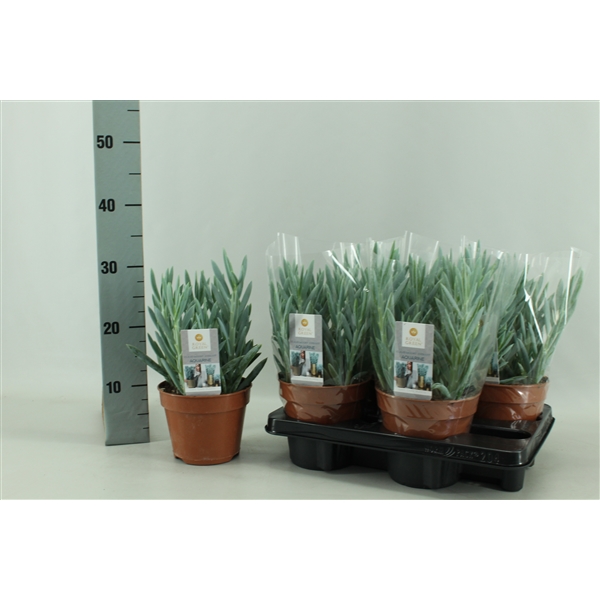 Curio ficoides í 15cm potti 'Mount Everest´