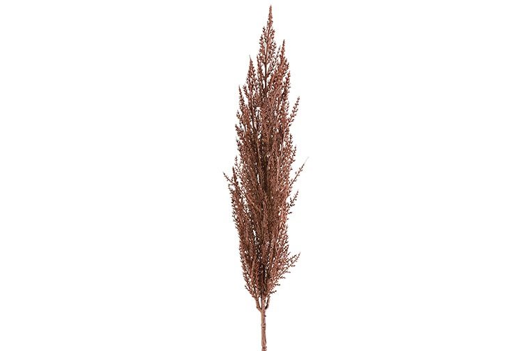 Gervi Cortaderia 93cm brúnt