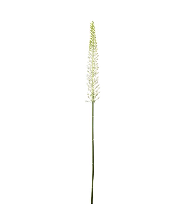 Gervi Eremurus 75cm hvítt