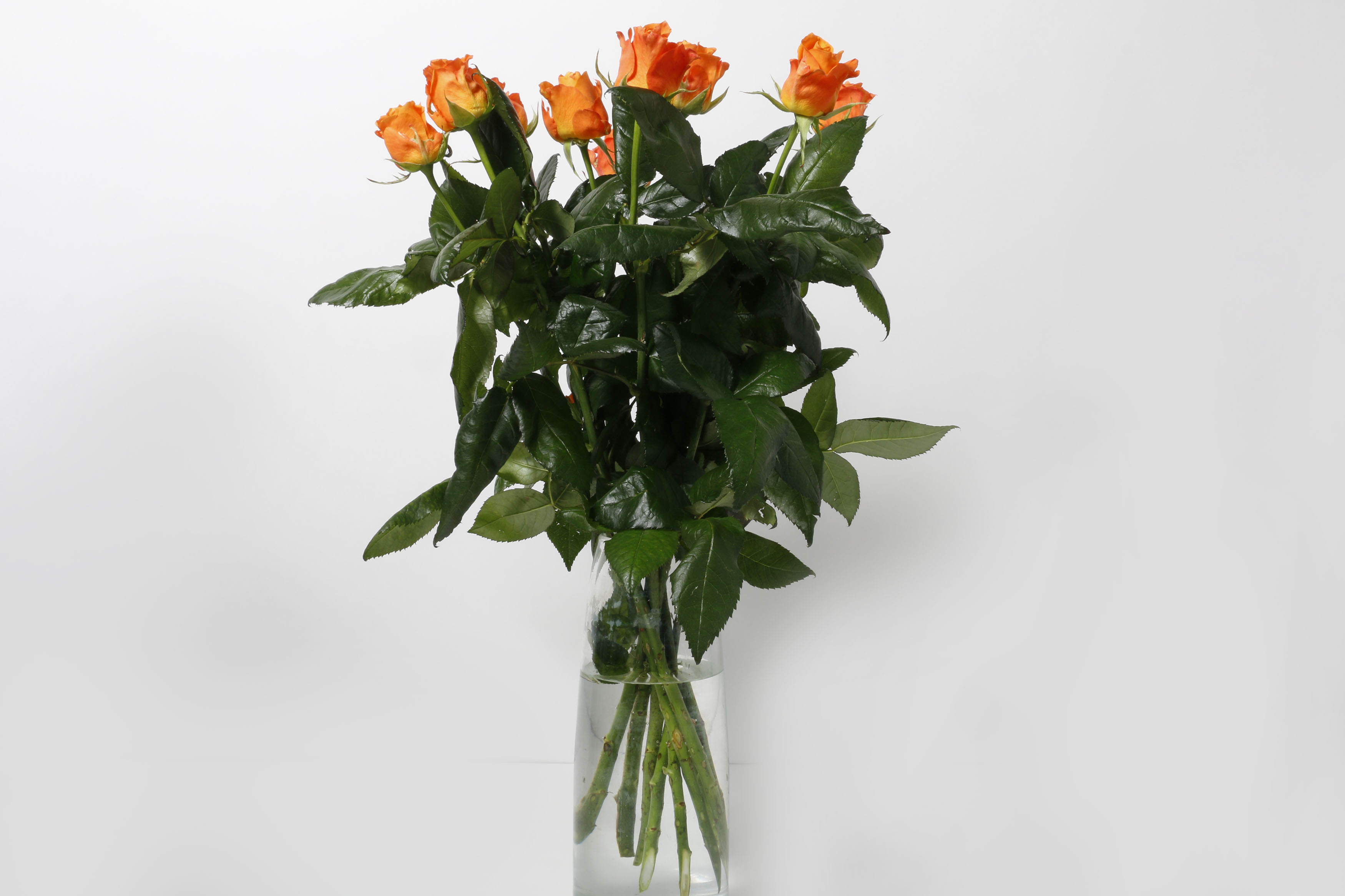 Rósir appelsínugular 60cm 10stk.