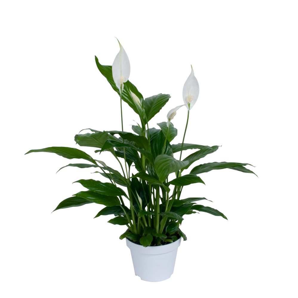 Spathiphyllum Wallisii/Friðarlilja 'Torelli' í 12cm pt.
