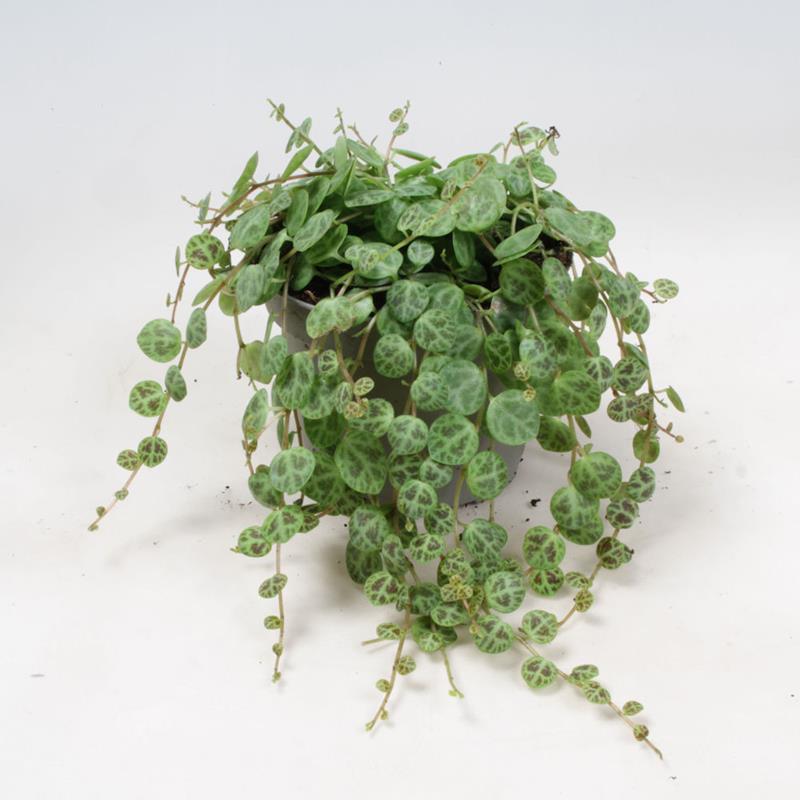 Peperomia Prostrata í 9cm potti