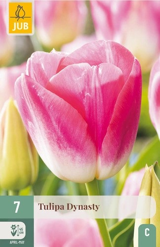 Tulipa Dynasty 7stk. 11/12