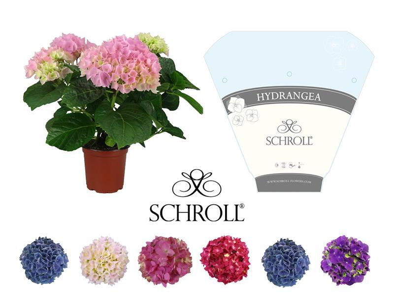 Hortensia  - Hydrangea macrophylla
