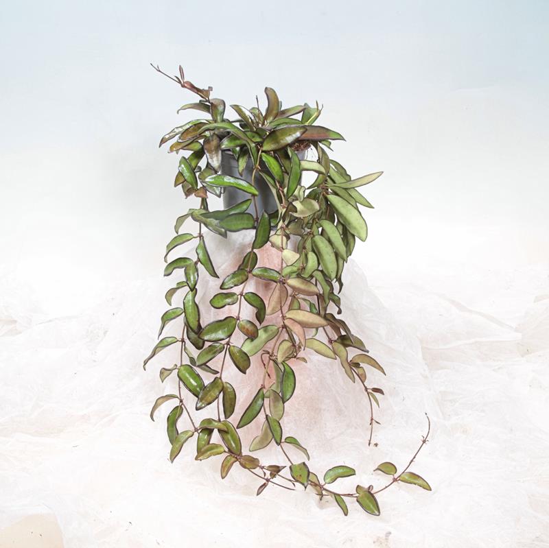 Hoya Carnosa/Kínavaxblóm Rosita í 11cm potti