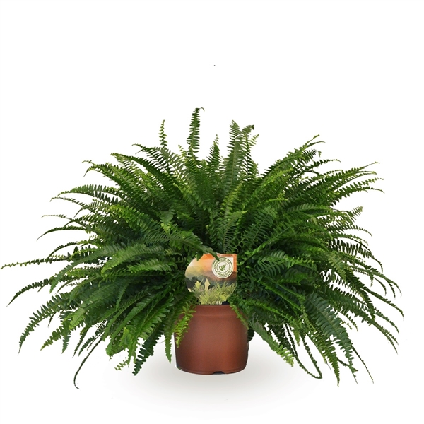 Nephrolepis Exaltata/Sverðburkni 'Green Lady' í 17cm pt.