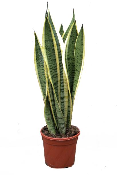 Sansevieria Trifasciata/Indíánafjöður 'Laurentii' í 19cm pt.