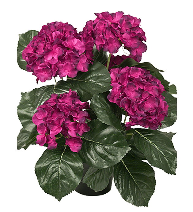 Gervi Hortensía í potti vínrauð 37cm