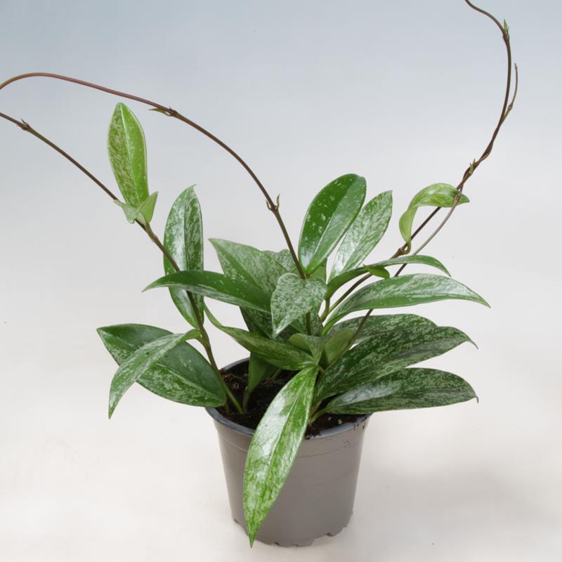 Hoya Carnosa Silverspot/Kínavaxblóm í 12cm potti