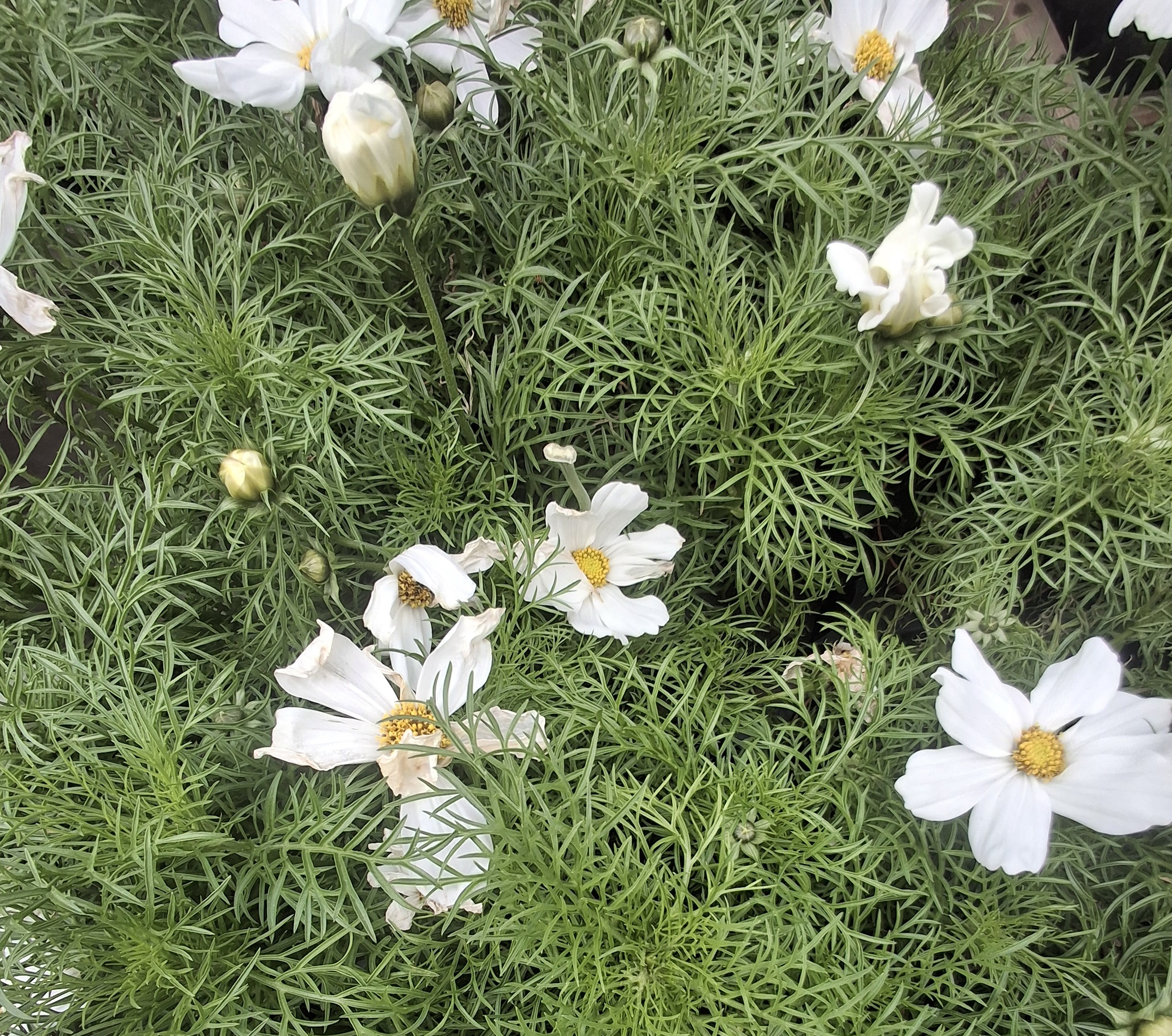 Cosmos Bipinnatus / Brúðarstjarna, 10,5cm pt.