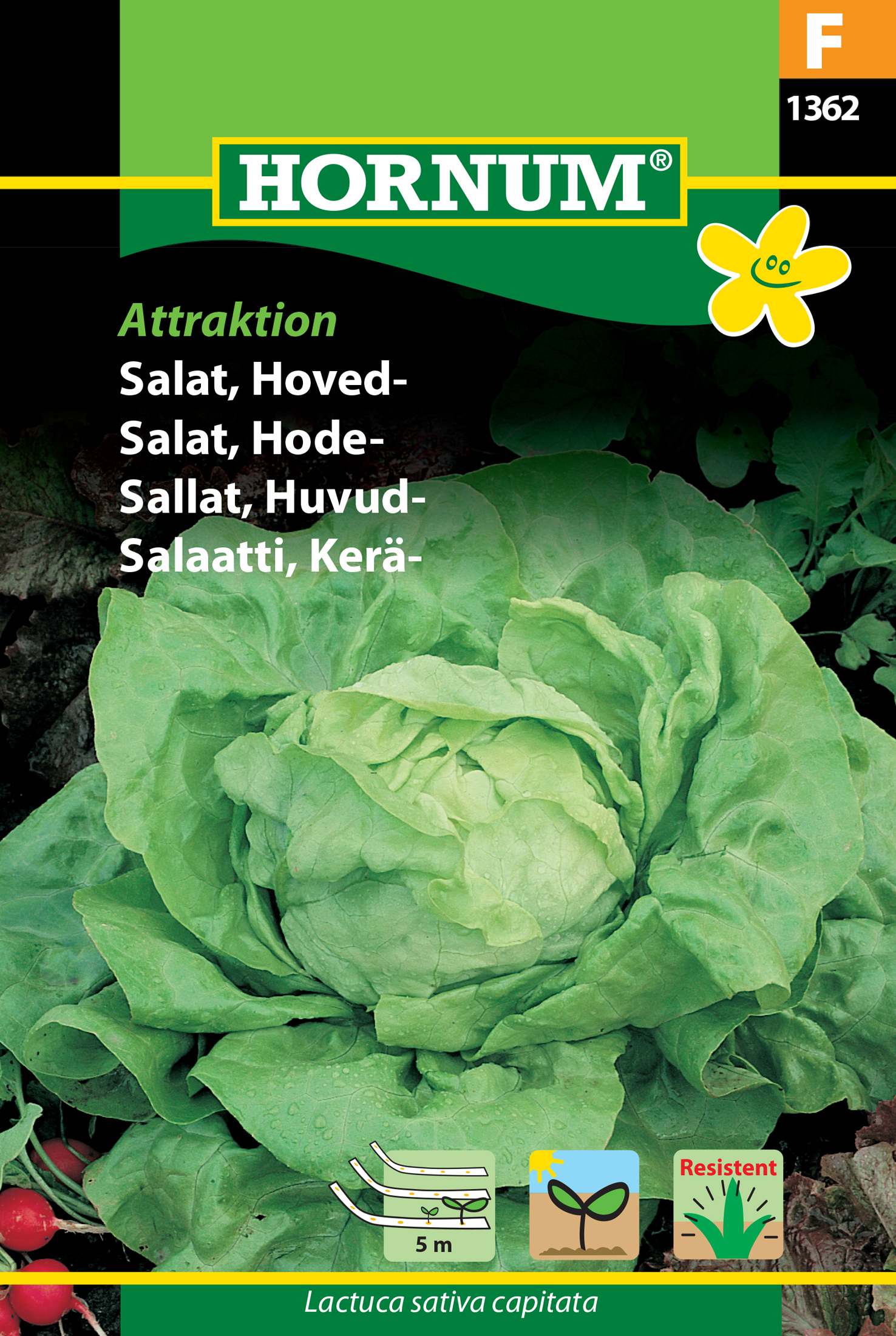 Fræ Höfuðsalat Lactuca sativa capitata Attraktion